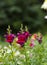 Pink garden flowers Antirrhinum or Snapdragon flower