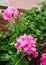 Pink garden geranium flowers in pot , close up shot / geranium f