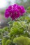 Pink , garden geranium in green foliage .Vertically.