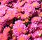 Pink garden mums