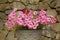 Pink garden petunias, flowers in a pot