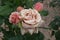 Pink garden rose with raindrops . Romantic background