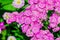 Pink garden small carnation