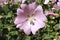 Pink `Garden Tree Mallow` flower - Lavatera Thuringiaca