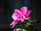 Pink `Garden Tree Mallow` flower in nature with black background.