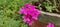 Pink garden verbena flower plant in garden near house