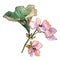 Pink gardenia. Floral botanical flower. Wild spring leaf wildflower isolated.