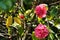 Pink gardenia flowers in the garden