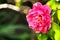 Pink gardenia flowers in the garden