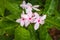 Pink gardenia or Shrub vinca flower in outdoor garden