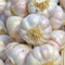 Pink garlic closeup