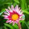 Pink Gazania Flower