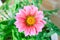 Pink Gazania flower. Beautiful and colourful flowers