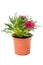 Pink Gazania plant in flowerpot