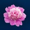 Pink gentle peony on a background of stars