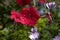 Pink Geranium at the balcony, with raindrops