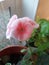 Pink Geranium bloom indoor plant