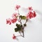 Pink Geranium Branch: Deconstructed Beauty In The Style Of Kishin Shinoyama