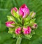 Pink geranium buds on a dim background up close