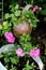 Pink Geranium in Clay Pot