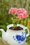 Pink Geranium Flower in Ceramic Teapot Garden Vertical