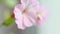 Pink geranium flower close-up, macro