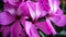 Pink geranium flower close-up macro. Home spring houseplant