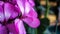 Pink geranium flower close-up macro. Home spring houseplant