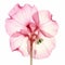 Pink Geranium Flower: A Symbolic And Unconventional Beauty