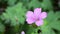 Pink Geranium flower video