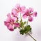 Pink Geranium Flowers: A Classic Still Life Composition In Graflex Speed Graphic Style