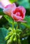 Pink geranium flowers. geraniums in a summer garden