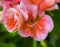 Pink geranium flowers. geraniums in a summer garden