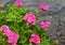 Pink geranium flowers in summer garden on a grey stone wall background.Blooming pelargoniums.