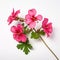 Pink Geranium Flowers On White Background: A Fusion Of Nature And Art