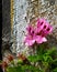 A pink geranium growing against a weathered painted wall