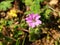 Pink Geranium molle flower