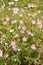 Pink Geranium oxonianum flowering outdoor