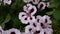 Pink geranium and petunia flowers on the flowerbed. HD video static camera.