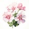 Pink Geranium Watercolor Painting: Flora Borsi Style With Accurate Details
