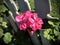 Pink geranium with white fence