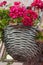 pink geraniums in a basket in the street