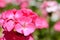 Pink geraniums in bloom