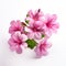 Pink Geraniums In Bloom: A Photo-realistic Still Life