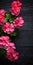 Pink Geraniums On Dark Wooden Background: Striped Compositions In Black Paintings