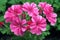 Pink geraniums in the garden, close-up, natural background