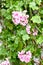 Pink geraniums with green leaves