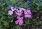 Pink geraniums and lobelia erinus techno blue