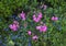 Pink geraniums and lobelia erinus techno blue