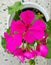 Pink geraniums in pot. Beautiful flower for decoration.